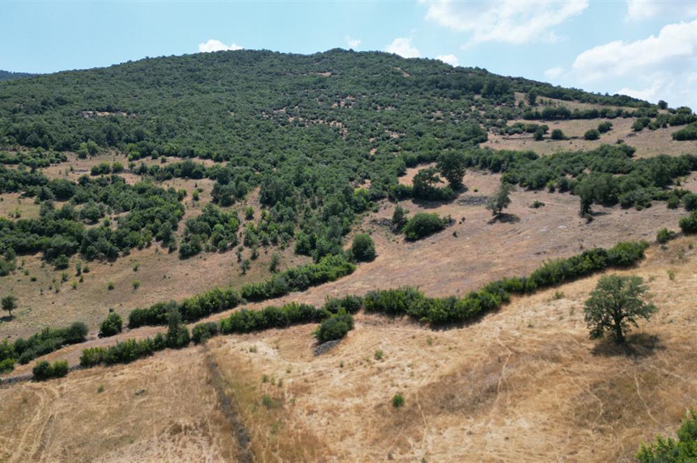 C21 BAL'DAN ALTIEYLÜL İLÇESİ BAYAT MAHALLESİNDE BARAJ MANZARALI PARSEL 