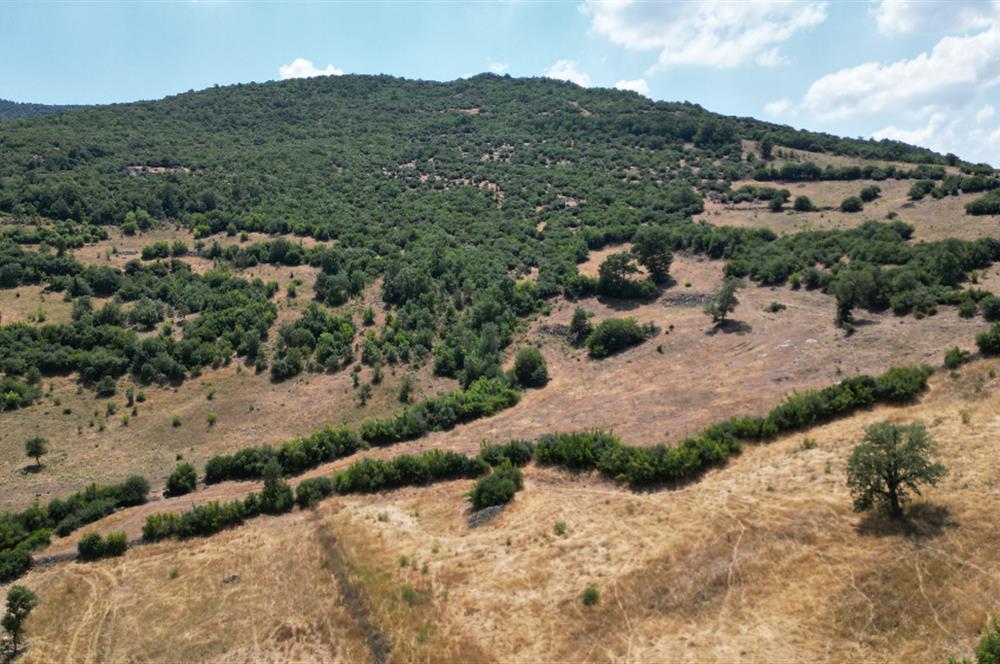 C21 BAL'DAN ALTIEYLÜL İLÇESİ BAYAT MAHALLESİNDE BARAJ MANZARALI PARSEL 