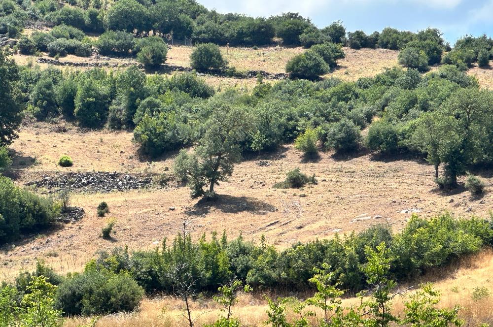 C21 BAL'DAN ALTIEYLÜL İLÇESİ BAYAT MAHALLESİNDE BARAJ MANZARALI PARSEL 