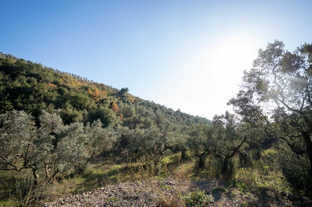 C21Cius:Umurbey'de İmara 377m Ulaşım Sorunu Yok Yatırımlık Tarla