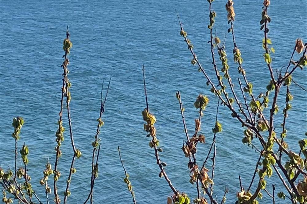 Beautiful Flight near Sea Side in İstanbul