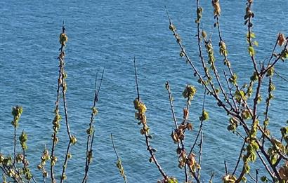 Beautiful Flight near Sea Side in İstanbul