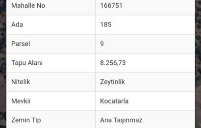 Burhaniye Dutluca’’ta, 8.256 metrekare, Satılık Zeytinlik