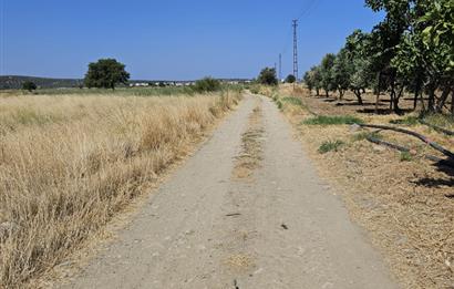 BALIKESİR - GÖMEÇ - YAYA'DA SATILIK ARAZİ