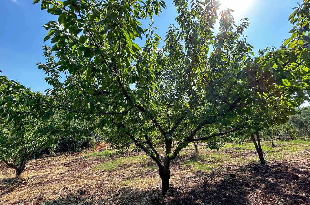 C21 Cius; Bursa/Gemlik Muratoba Köyünde Satılık 3148 m2 Tarla