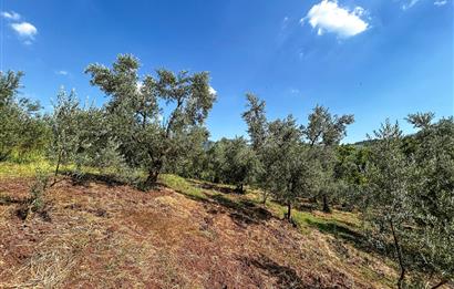 C21 Cius; Bursa/Gemlik Muratoba Köyünde Satılık 3148 m2 Tarla