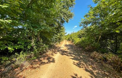 C21 Cius; Bursa/Gemlik Muratoba Köyünde Satılık 3148 m2 Tarla