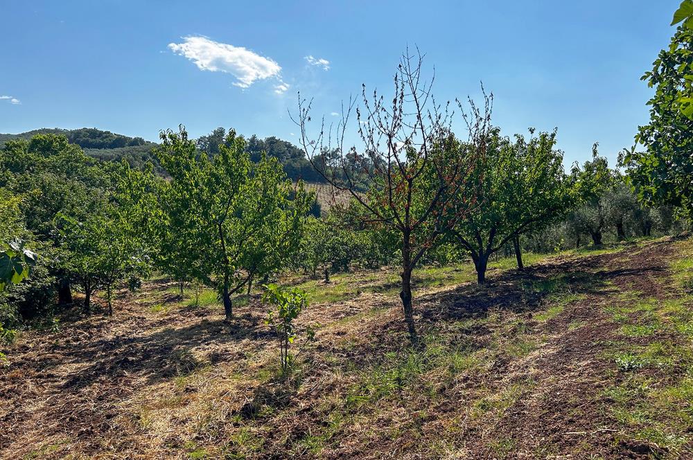 C21 Cius; Bursa/Gemlik Muratoba Köyünde Satılık 3148 m2 Tarla