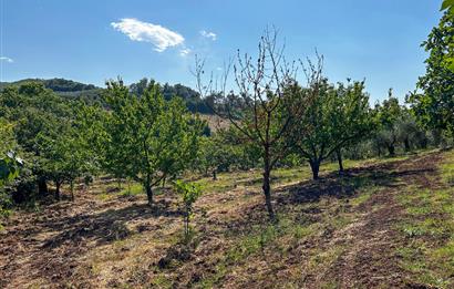 C21 Cius; Bursa/Gemlik Muratoba Köyünde Satılık 3148 m2 Tarla