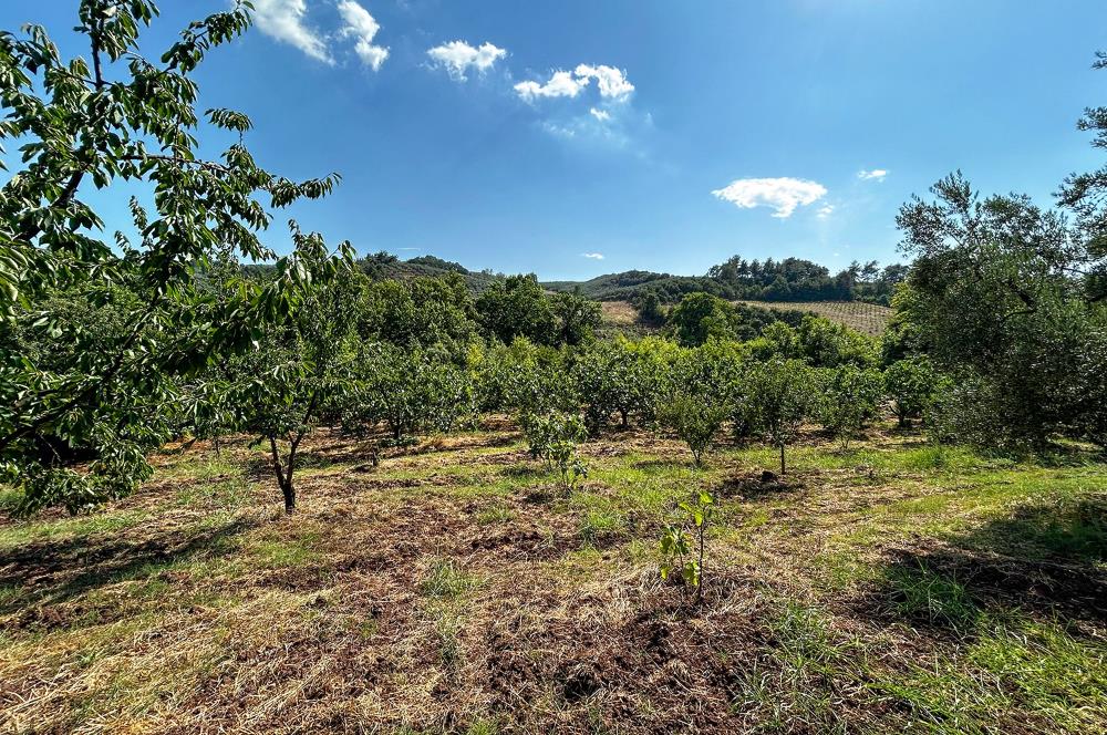 C21 Cius; Bursa/Gemlik Muratoba Köyünde Satılık 3148 m2 Tarla