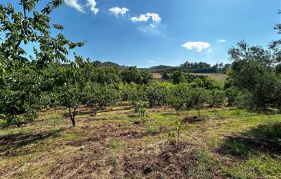 C21 Cius; Bursa/Gemlik Muratoba Köyünde Satılık 3148 m2 Tarla