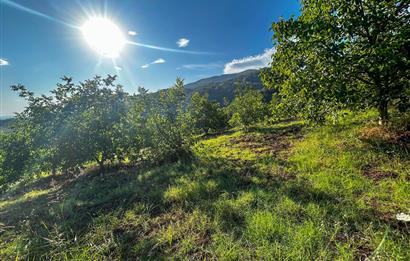 C21 Cius; Bursa/Gemlik Muratoba Köyünde Satılık 3148 m2 Tarla