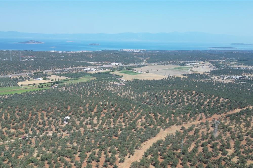 Ayvalık Otogar'a 1,4 Km Mesafede Satılık Zeytinlik