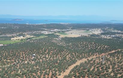 Ayvalık Otogar'a 1,4 Km Mesafede Satılık Zeytinlik