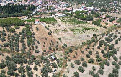 Gömeç Keremköy'de Satılık, Köye 200 mt Mesafede Zeytinlik