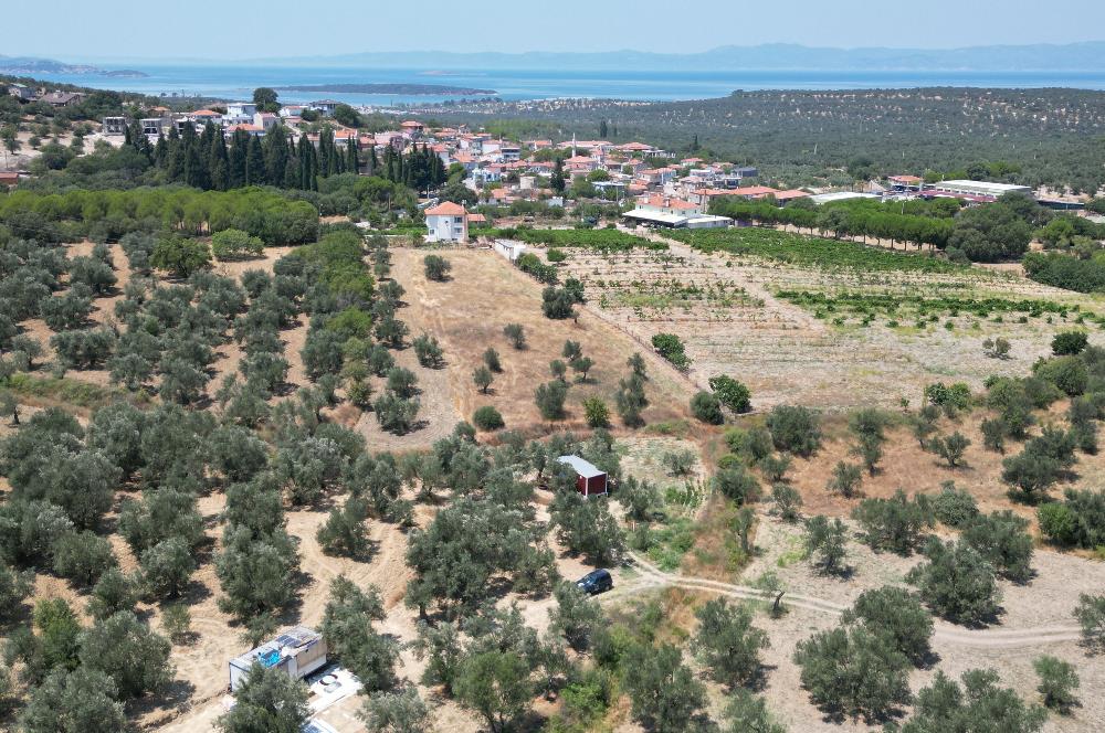 Gömeç Keremköy'de Satılık, Köye 200 mt Mesafede Zeytinlik