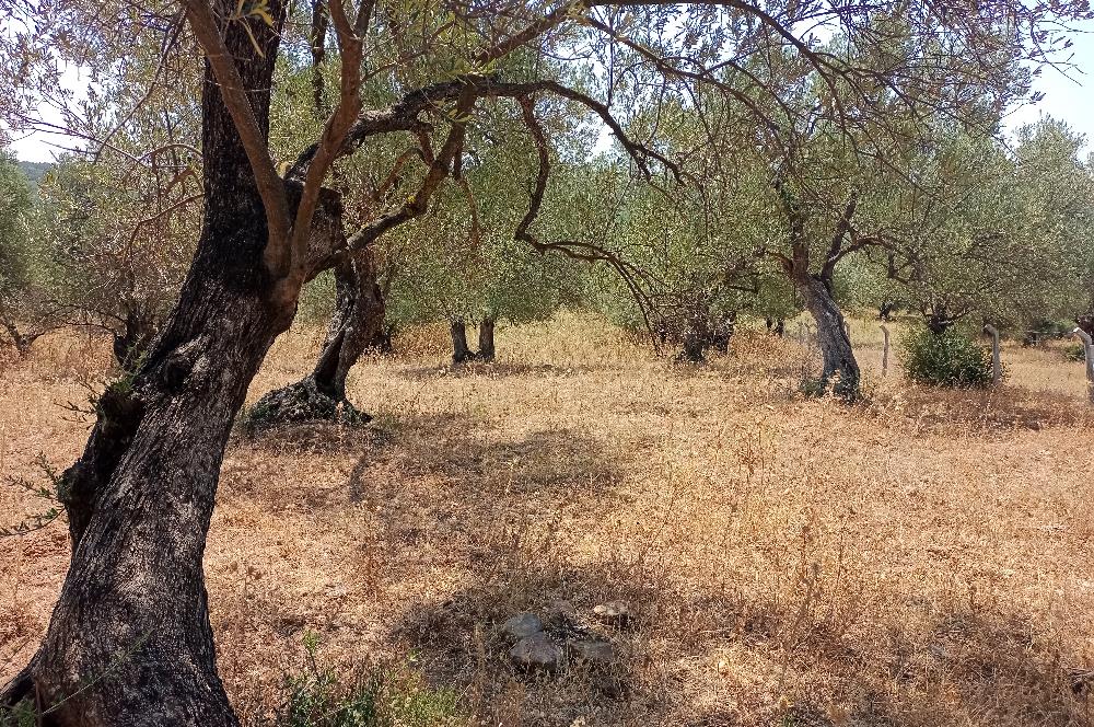 Ayvalık Otogar'a 1,4 Km Mesafede Satılık Zeytinlik