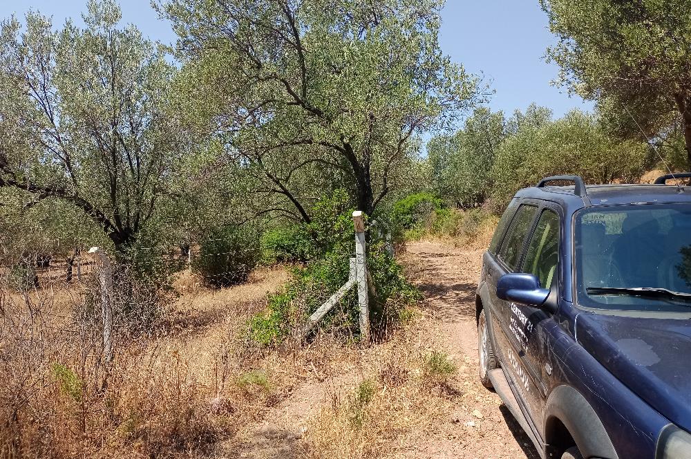 Ayvalık Otogar'a 1,4 Km Mesafede Satılık Zeytinlik