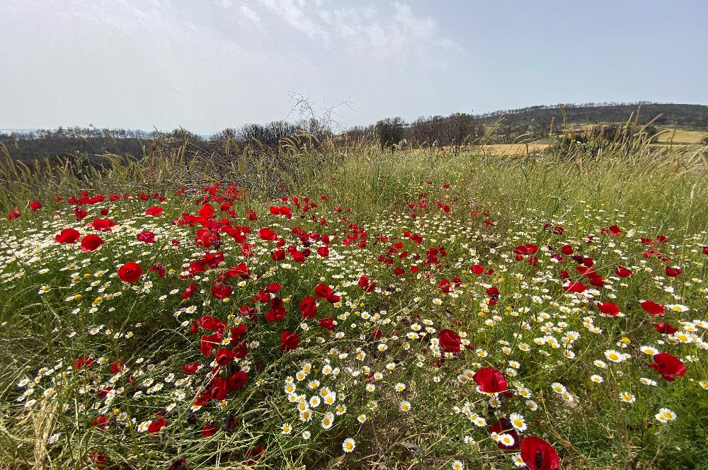 Çanakkale, Merkez, Yağcılar Köyü, Satılık Tarla