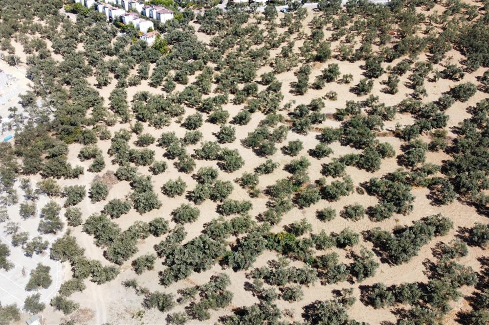 NURSEL ONAR'DAN PELİTKÖY SAHİLDE % 20 İMARLI SATILIK ARSA