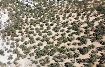 NURSEL ONAR'DAN PELİTKÖY SAHİLDE % 20 İMARLI SATILIK ARSA