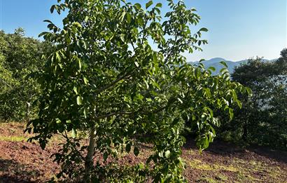 C21 Cius; Bursa/Gemlik Hamidiye Köyünde Satılık 4997 m2 Tarla