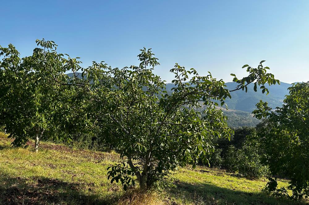 C21 Cius; Bursa/Gemlik Hamidiye Köyünde Satılık 4997 m2 Tarla