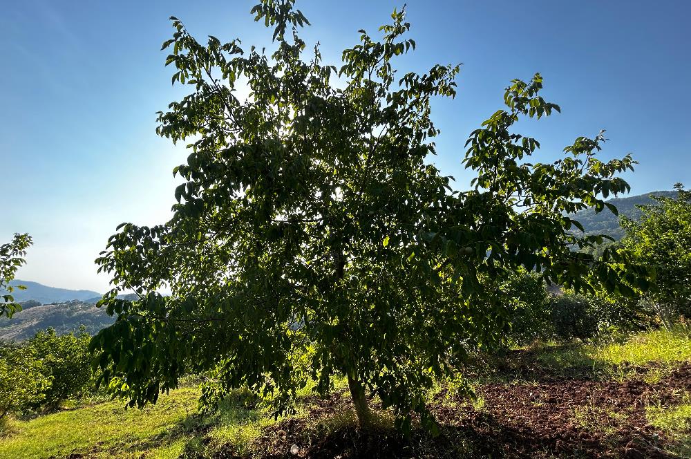 C21 Cius; Bursa/Gemlik Hamidiye Köyünde Satılık 4997 m2 Tarla