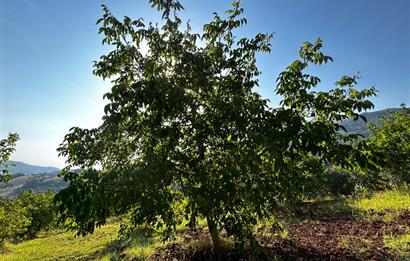 C21 Cius; Bursa/Gemlik Hamidiye Köyünde Satılık 4997 m2 Tarla