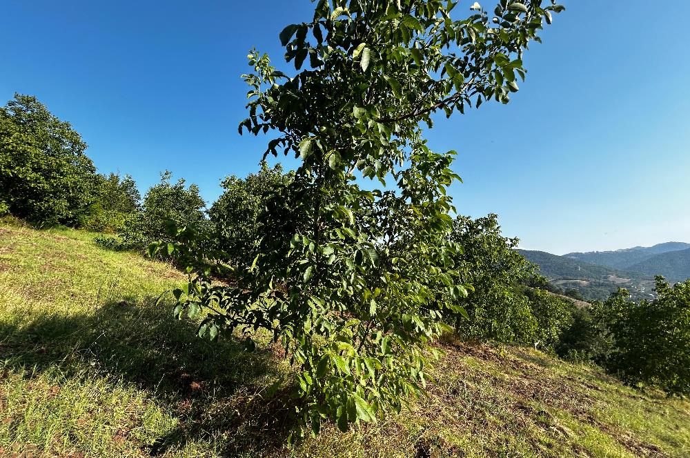 C21 Cius; Bursa/Gemlik Hamidiye Köyünde Satılık 4997 m2 Tarla