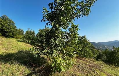 C21 Cius; Bursa/Gemlik Hamidiye Köyünde Satılık 4997 m2 Tarla