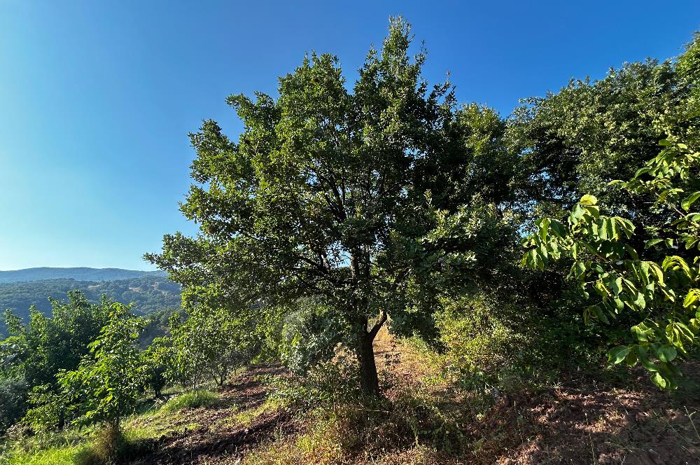 C21 Cius; Bursa/Gemlik Hamidiye Köyünde Satılık 4997 m2 Tarla