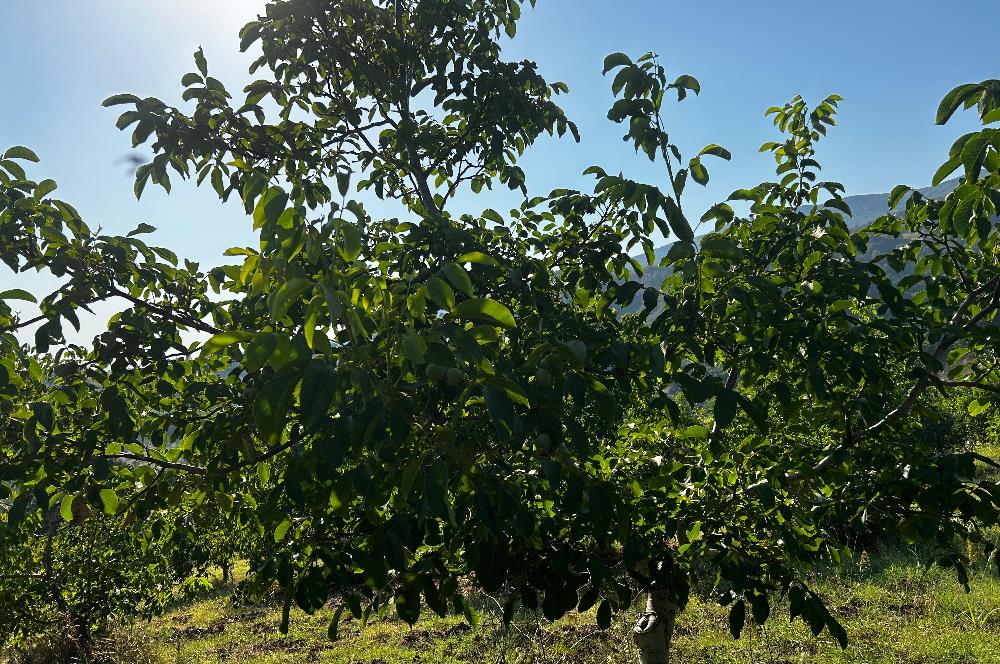 C21 Cius; Bursa/Gemlik Hamidiye Köyünde Satılık 4997 m2 Tarla