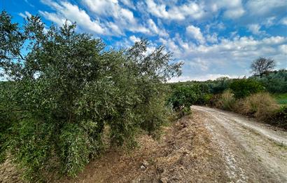 C21 Cius; Bursa/Mudanya Yalıçiftlik Mah. Satılık 4302 m2 Tarla