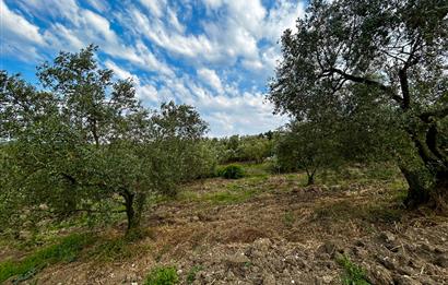 C21 Cius; Bursa/Mudanya Yalıçiftlik Mah. Satılık 4302 m2 Tarla