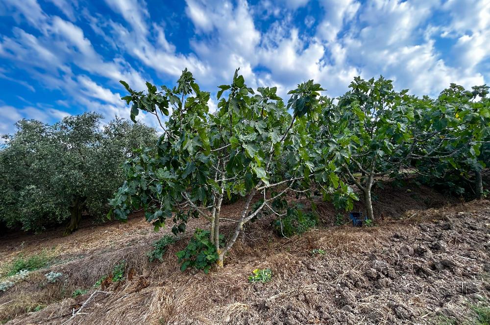 C21 Cius; Bursa/Mudanya Yalıçiftlik Mah. Satılık 4302 m2 Tarla