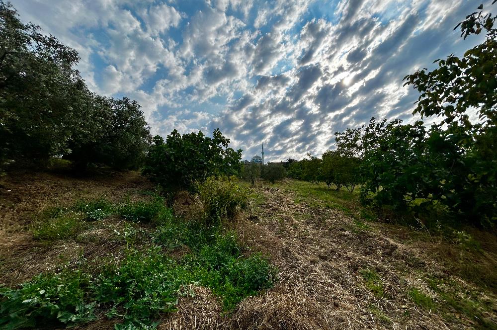 C21 Cius; Bursa/Mudanya Yalıçiftlik Mah. Satılık 4302 m2 Tarla