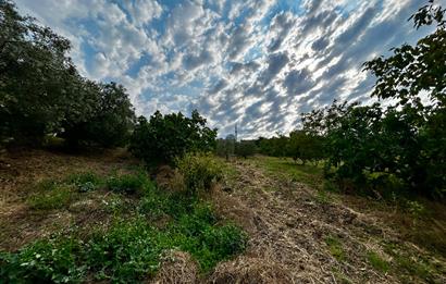 C21 Cius; Bursa/Mudanya Yalıçiftlik Mah. Satılık 4302 m2 Tarla