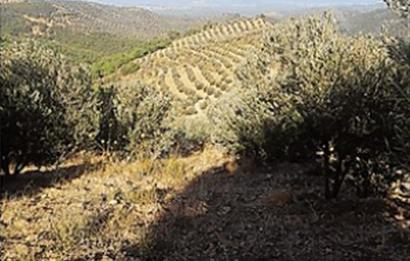 Olive Grove for Sale in Kumgedik, Gömeç, Balıkesir!