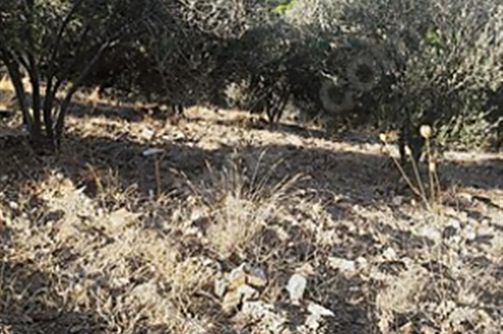 Olive Grove for Sale in Kumgedik, Gömeç, Balıkesir!