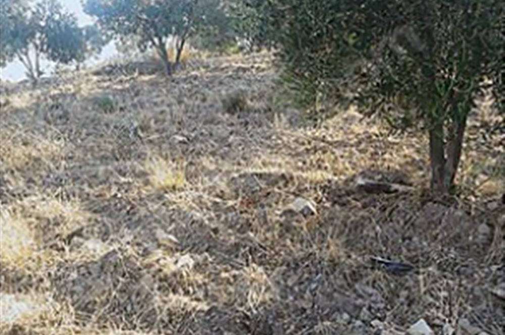 Olive Grove for Sale in Kumgedik, Gömeç, Balıkesir!