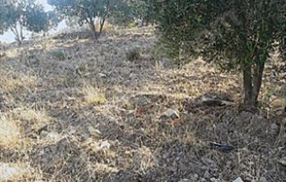 Olive Grove for Sale in Kumgedik, Gömeç, Balıkesir!