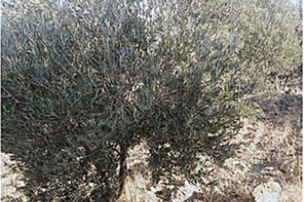 Seaside Olive Grove with Forest Views for Sale in Kumgedik Village, Gömeç