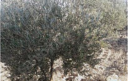 Seaside Olive Grove with Forest Views for Sale in Kumgedik Village, Gömeç