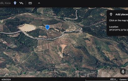 Olive Grove for Sale in Kumgedik, Gömeç, Balıkesir!