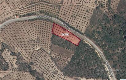 Seaside Olive Grove with Forest Views for Sale in Kumgedik Village, Gömeç