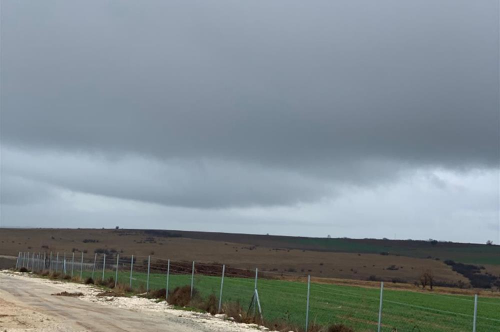 Edirne de Avrupa ya sınır büyük baş hayvan çiftliği