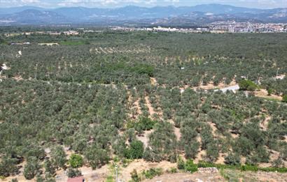 C21 BAL'DAN HAVRAN KÜÇÜKDERE'DE KÖY DİBİNDE YOLU OLAN ZEYTİNLİK