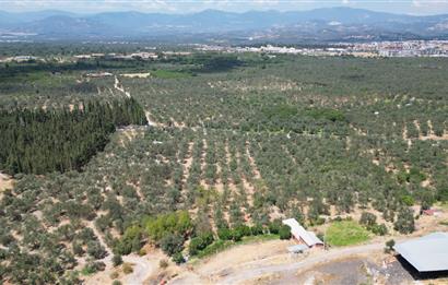 C21 BAL'DAN HAVRAN KÜÇÜKDERE'DE KÖY DİBİNDE YOLU OLAN ZEYTİNLİK