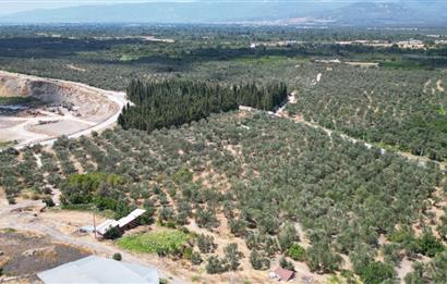 C21 BAL'DAN HAVRAN KÜÇÜKDERE'DE KÖY DİBİNDE YOLU OLAN ZEYTİNLİK